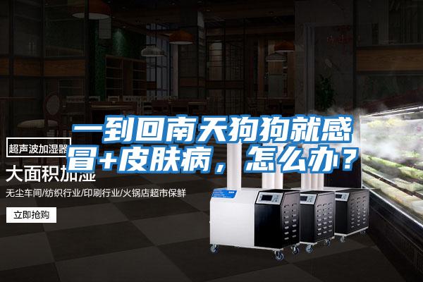 一到回南天狗狗就感冒+皮膚病，怎么辦？
