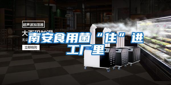 南安食用菌“住”進(jìn)工廠(chǎng)里