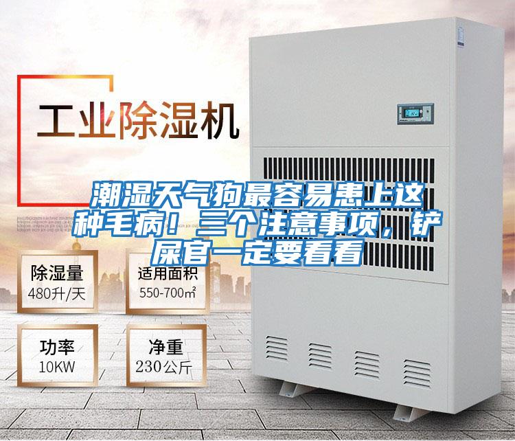 潮濕天氣狗最容易患上這種毛??！三個(gè)注意事項，鏟屎官一定要看看