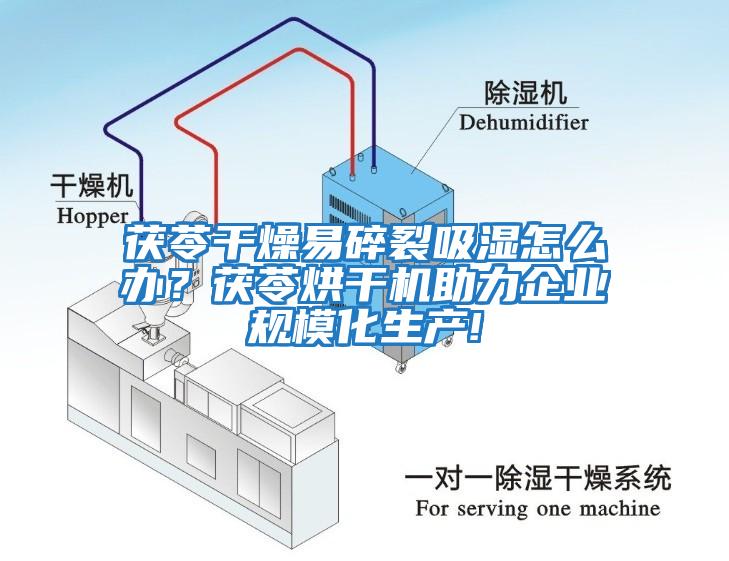 茯苓干燥易碎裂吸濕怎么辦？茯苓烘干機助力企業(yè)規?；a(chǎn)!