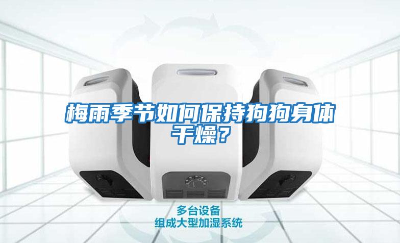 梅雨季節如何保持狗狗身體干燥？