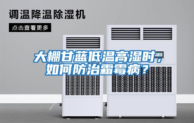 大棚甘藍低溫高濕時(shí)，如何防治霜霉??？