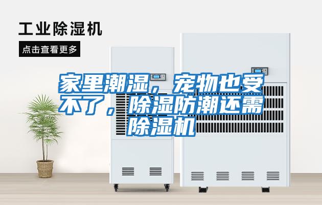 家里潮濕，寵物也受不了，除濕防潮還需除濕機