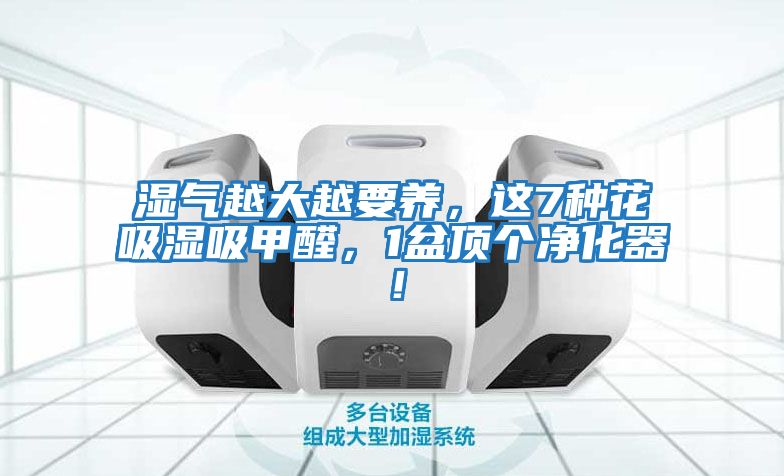 濕氣越大越要養，這7種花吸濕吸甲醛，1盆頂個(gè)凈化器！
